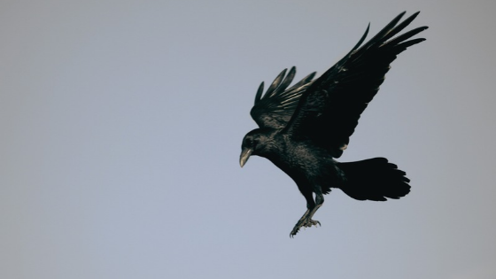 Foto de corvo de penas pretas voando em um céu acinzentado.